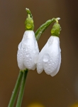 No.0016 Snowdrops