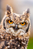 african spotted eagle owl Bubo africanus-3417