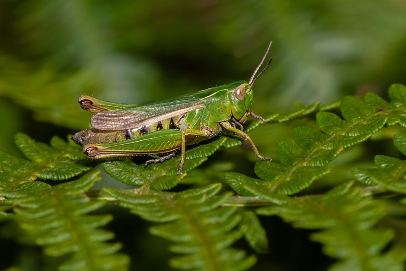 Common Green Grasshopper - Pott Shrigley - Cheshire