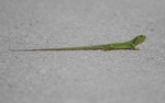 Balkan Green Lizard