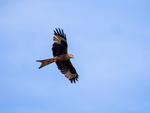 Red Kite