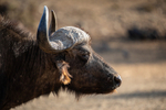 wildebeast-profile
