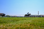 150726-Race 3-Lady Dublin-4197