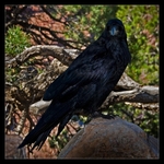 Grand Canyon Raven