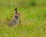 Mountain Hare, Cairngorms, Scotland