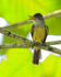 Dusky-capped Flycatcher, Costa Rica