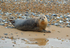Common Seal