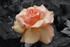 Rose in the Rain (1)