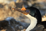 Imperial Shag portrait, Sea Lion Island