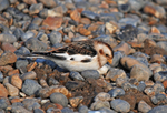 Snow Bunting