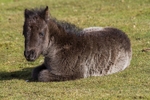 Pony Foal