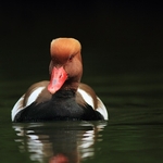 Red-crested Pochard