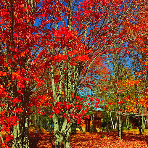 The Red Maple showing off it's true colors in rural York County, NB, Canada.