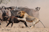 1st Lion attack part 3