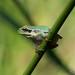 Common Tree Frog (Hyla arborea)