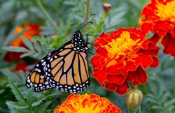 AnimalsCreatures _0051