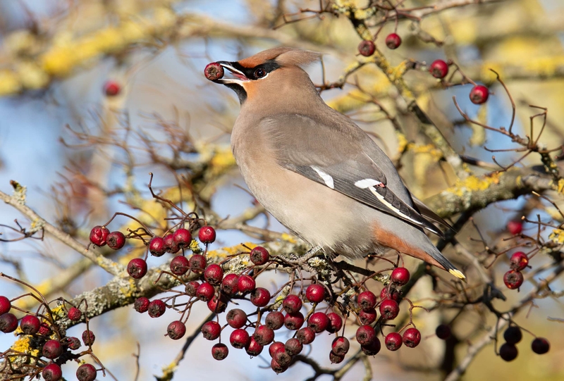 Waxwing - Hassop - Derbyshire