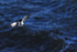 Razorbill flying, dark blue water background, Flamborough Head