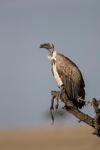 White-backed Vulture