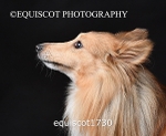equiscot1730