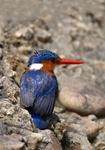 Malachite Kingfisher