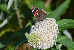 Red Admiral