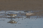 Little Stint