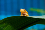 18 Tiny Golden Frog on leaf 5