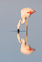 Reflection of Chilean Flamingo feeding, Chaxa, Chile