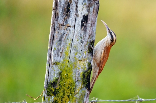 Lovely bird which wasn't bothered by us standing close to it.