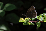 Ringlet, Seacombe Bottom, Dorset