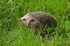 Hedgehog