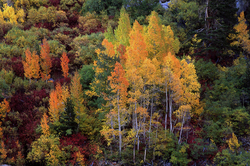 Fall Colors: The Eastern Side portfolio