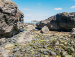 Fidra