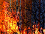 8 Burning Bush