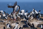 Imperial Shag