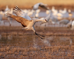 Sandhill Crane close to landing, Bosque del Apache, New Mexico