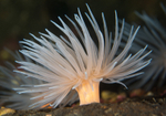 Protanthea simplex