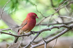 Red-billed Firefinch