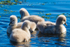7 Four flufballs 0A3A6887