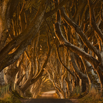Early Morning Dark Hedges