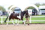 SBM_00264