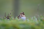 January 2012 - Snow Bunting