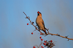 Waxwing