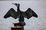 Cormorant