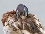 Slimbridge-10