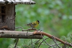 Siskin