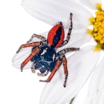 jumping spider (Philaeus chrysops) MYN