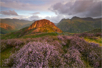 Langdales in Bloom