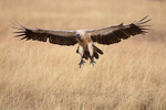 White-backed Vulture about to land